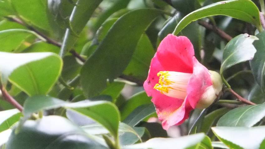 古代の華（こだいのはな） - 花2
